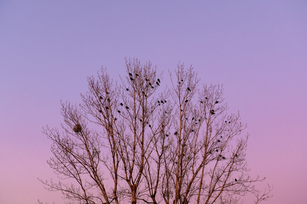 leafless tree under blue sky