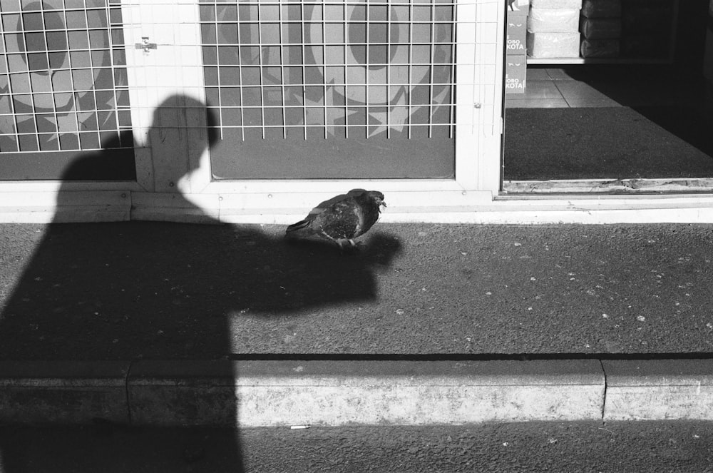 grayscale photo of a bird on a window