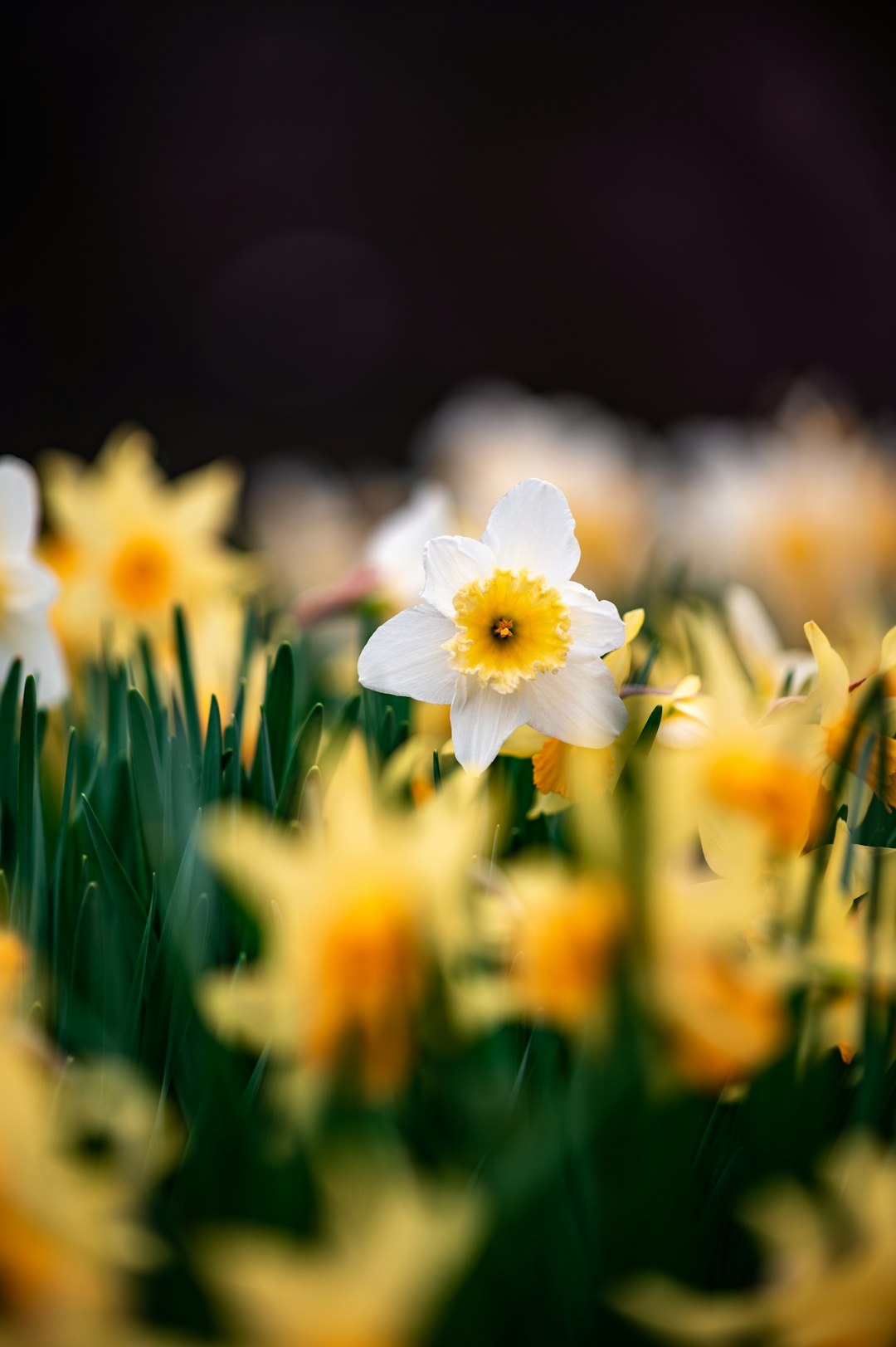 white and yellow flower in tilt shift lens