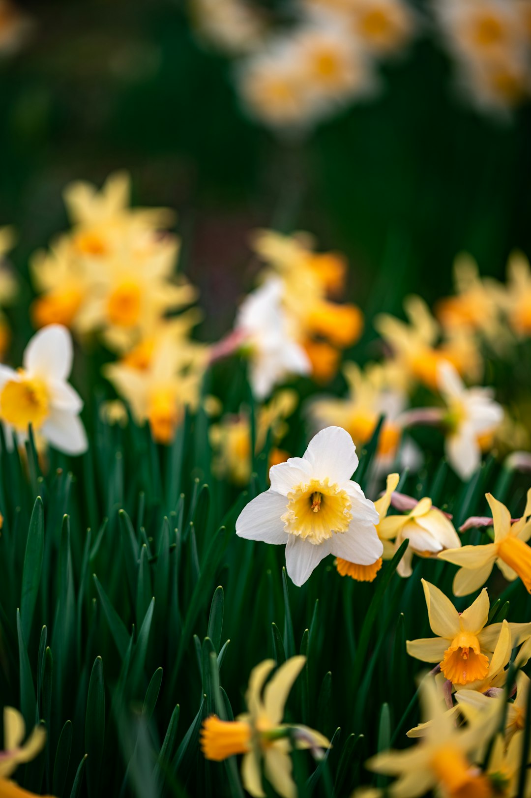 yellow and white flowers in tilt shift lens