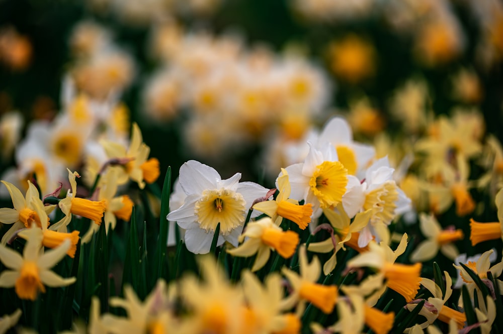 white and yellow daffodils in bloom during daytime