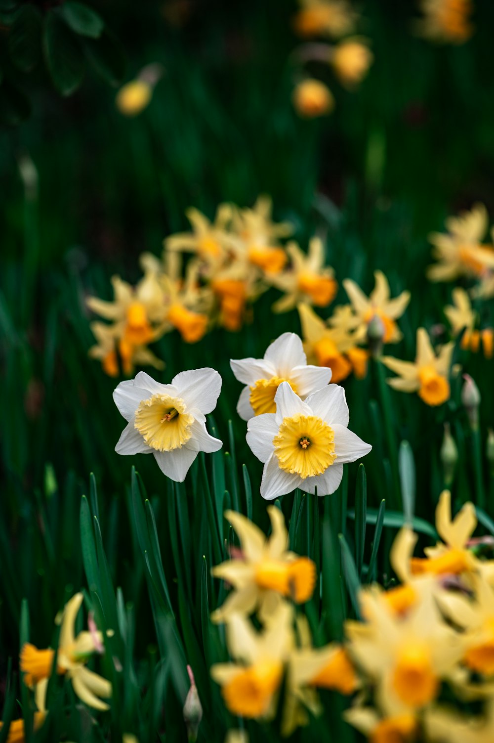 white and yellow daffodils in bloom during daytime