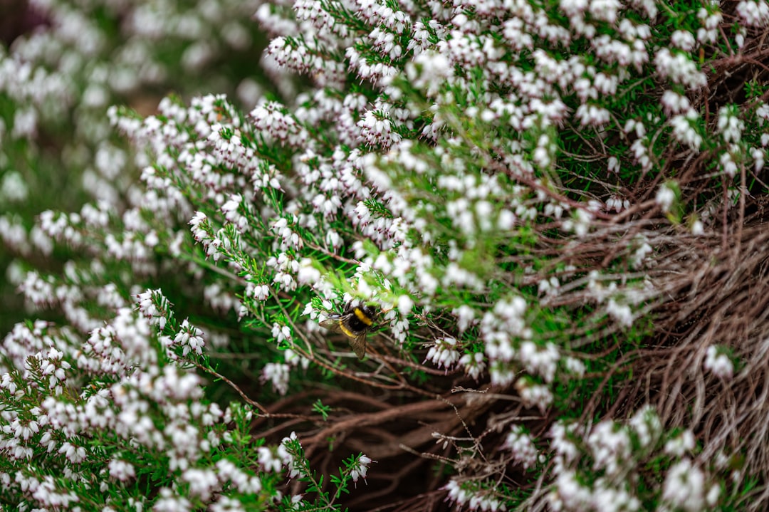 white flowers on brown tree branches