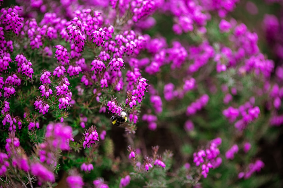 purple flowers in tilt shift lens