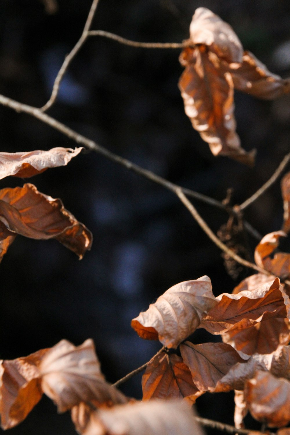 brown leaves on brown tree branch