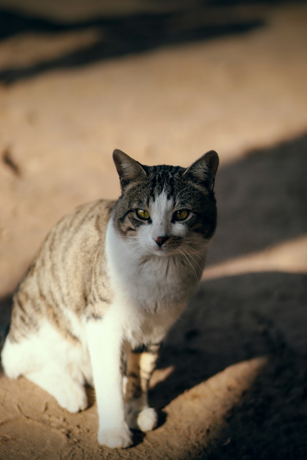 white and brown tabby cat