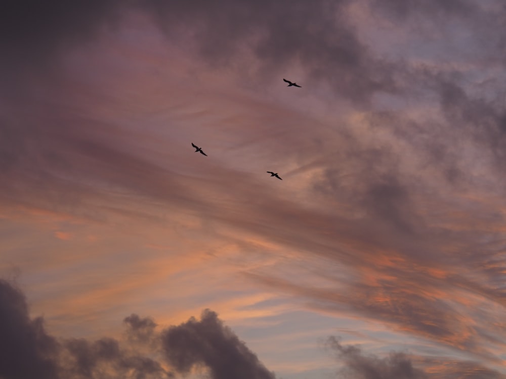 birds flying under white clouds during daytime