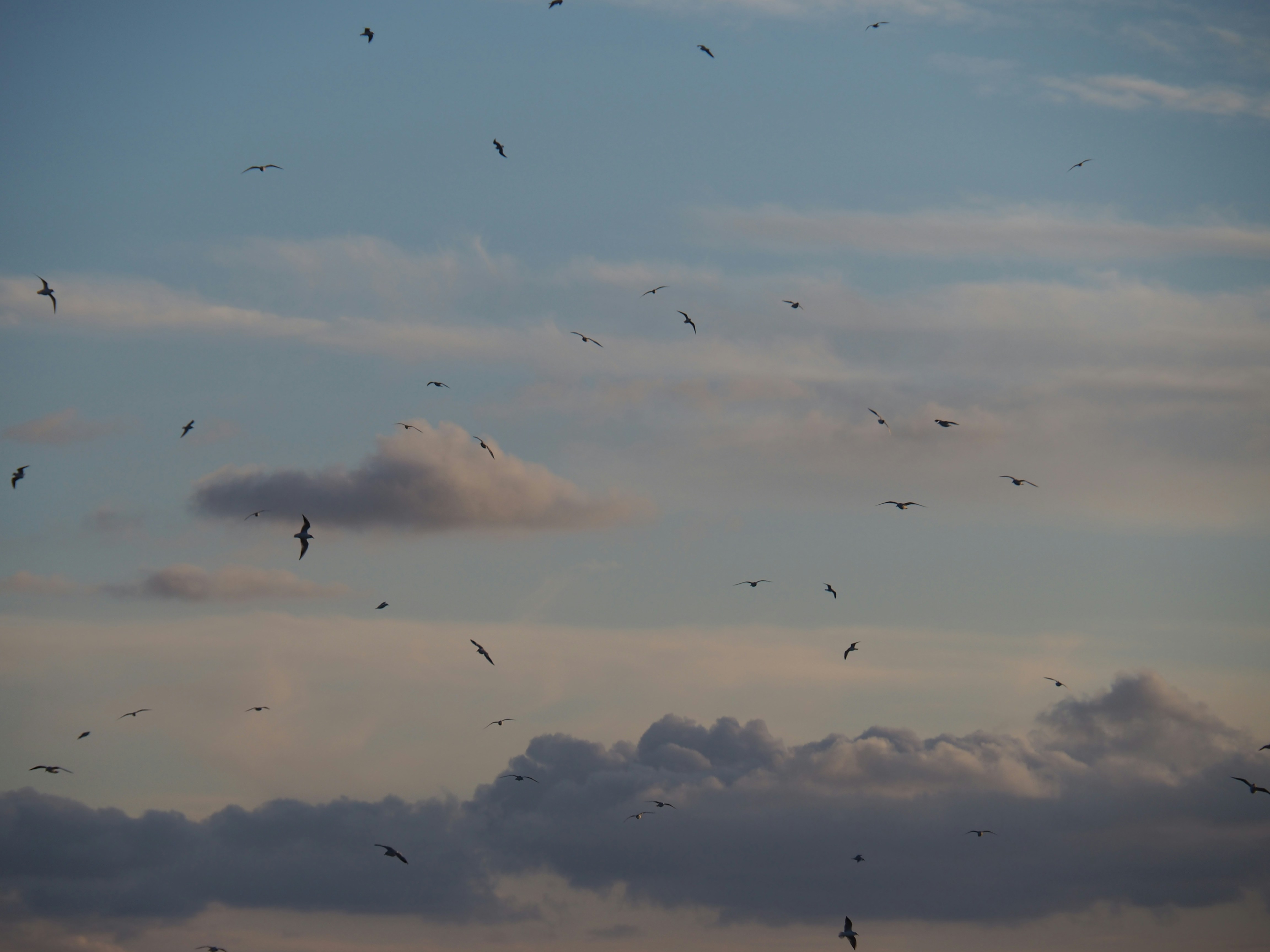 Photo by nimbus_vulpis