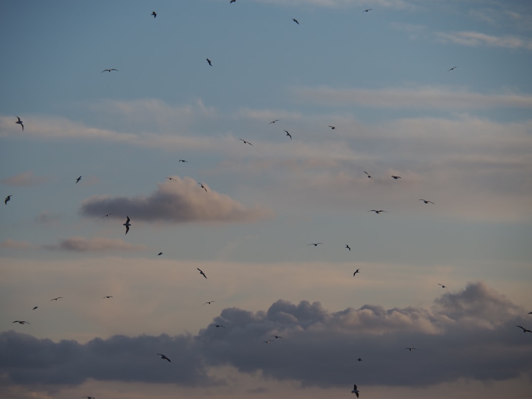 flock of birds flying under white clouds during daytime