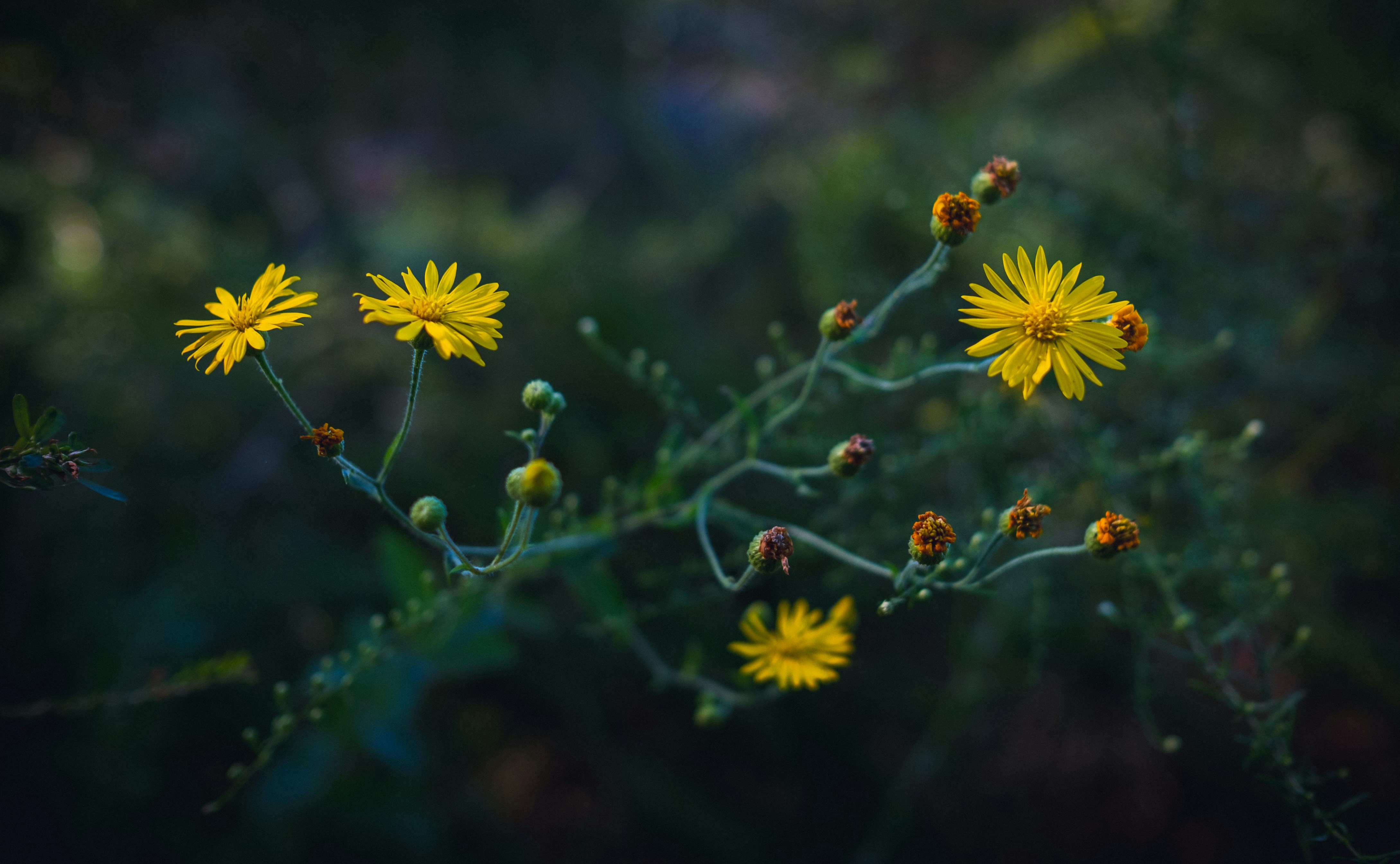 Photo by beangarbage