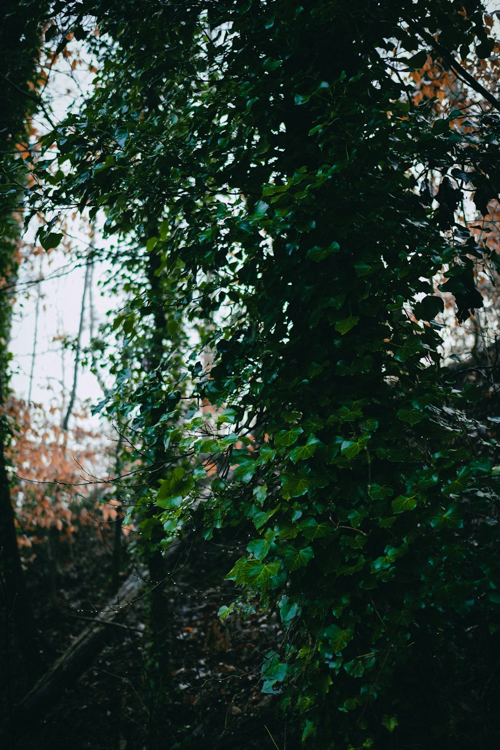 green leaves on brown tree trunk