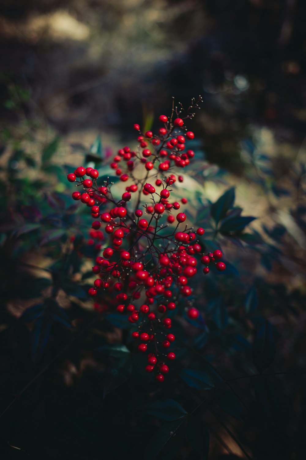 red round fruits in tilt shift lens