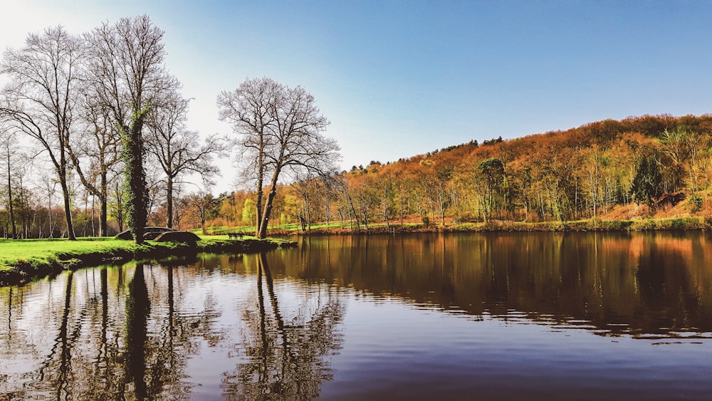 body of water near trees during daytime