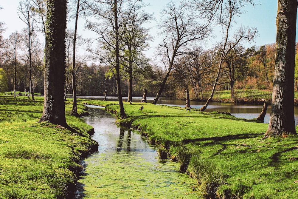 green grass field and trees near river during daytime