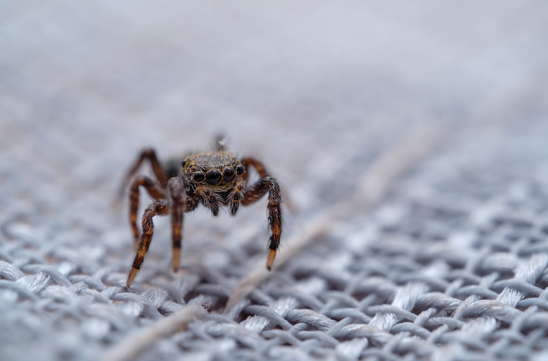 brown spider on white snow