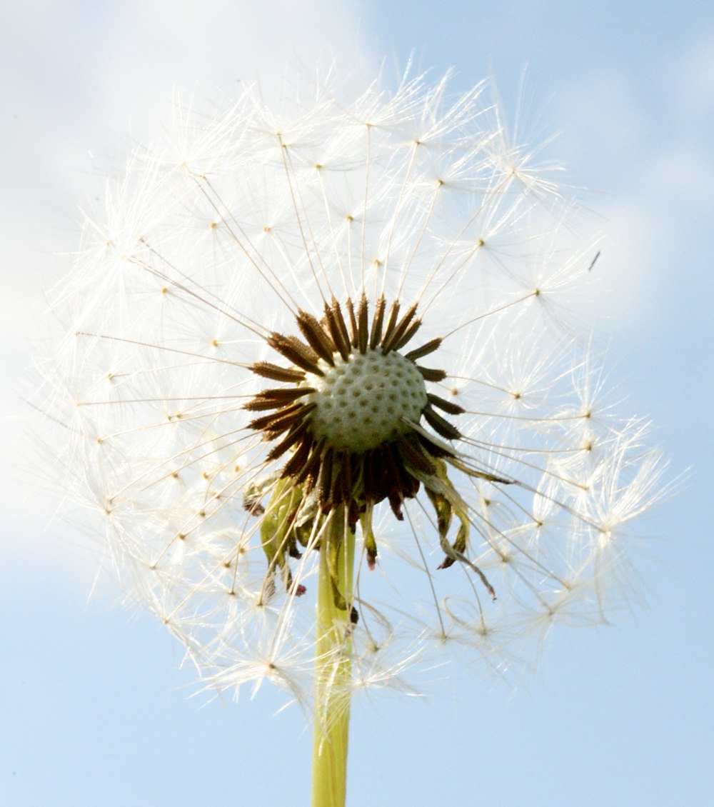 white dandelion flower in close up photography