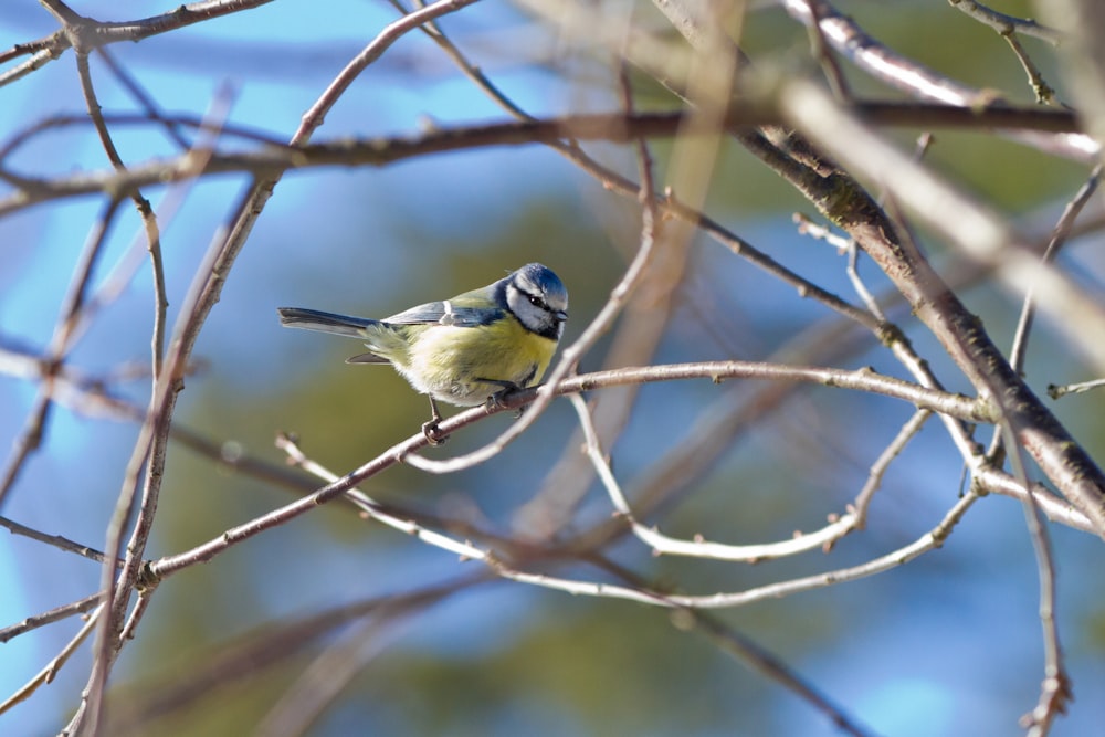 yellow and black bird on brown tree branch during daytime