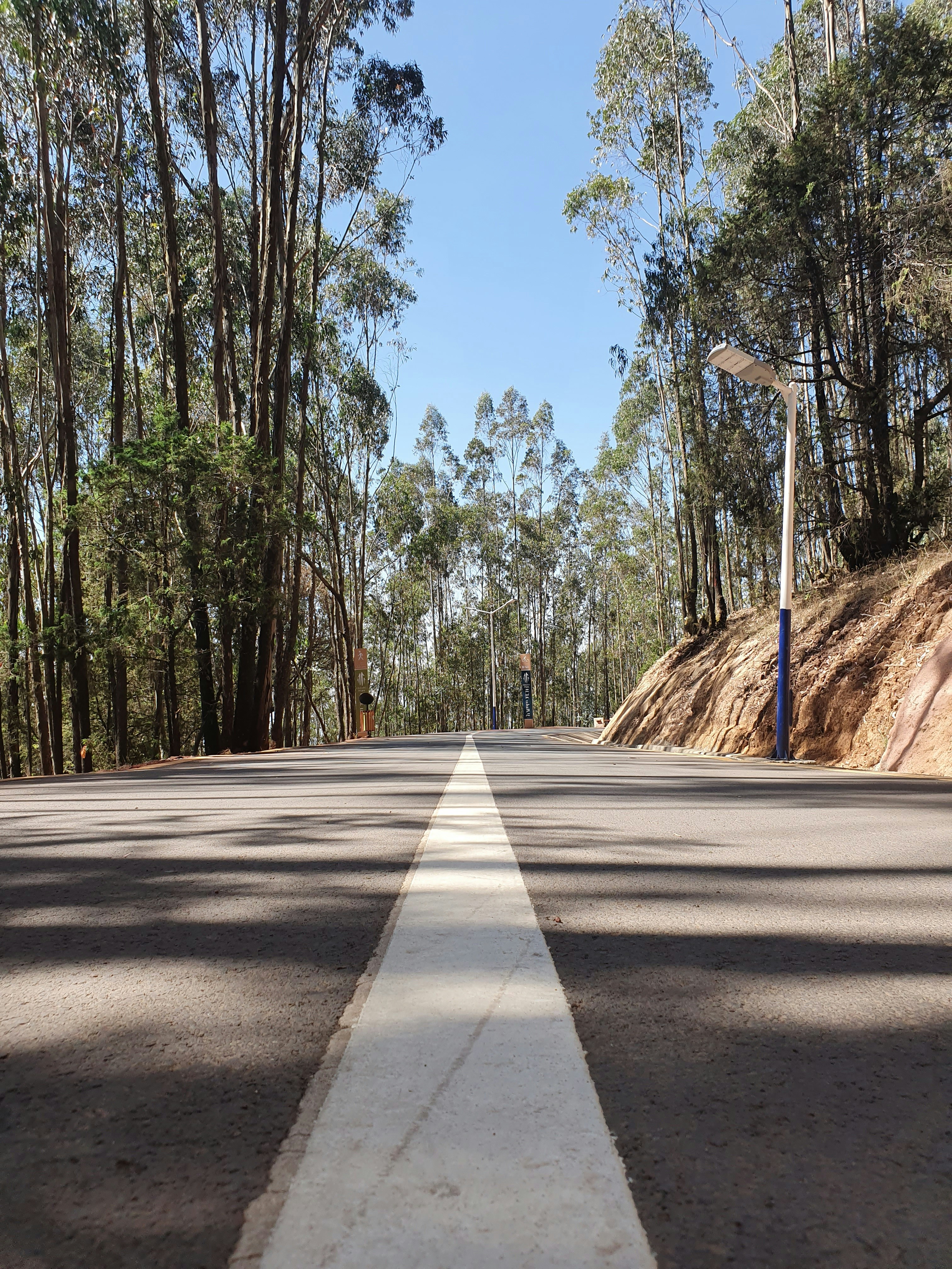 gray concrete road between trees during daytime