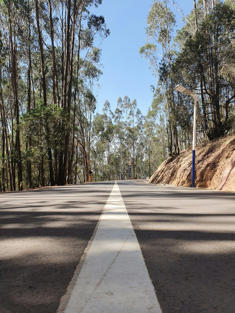 낮 동안 나무 사이의 회색 콘크리트 도로