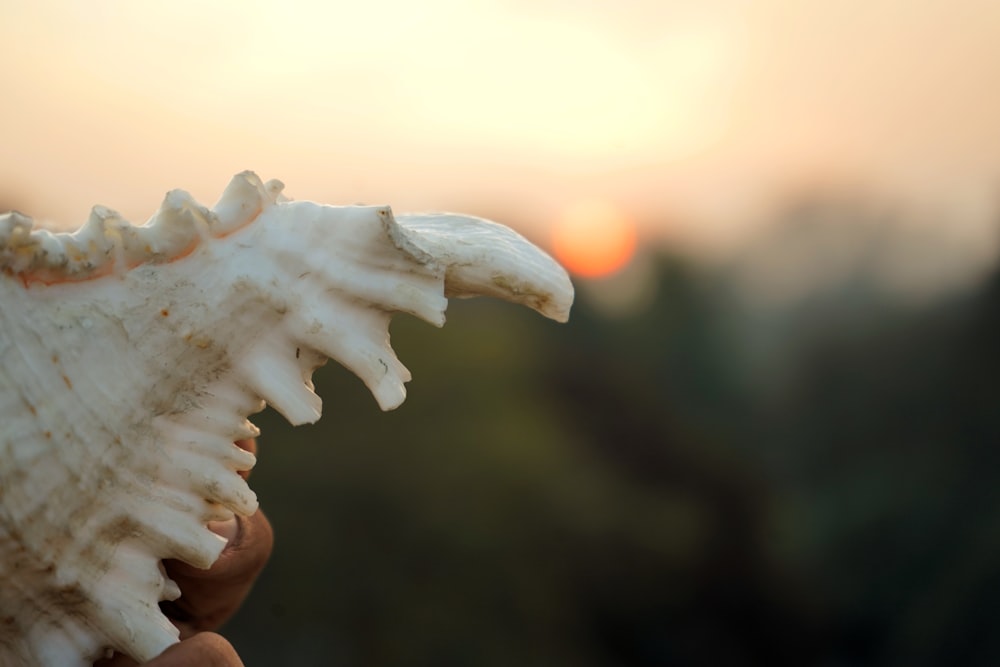 person holding white sea creature