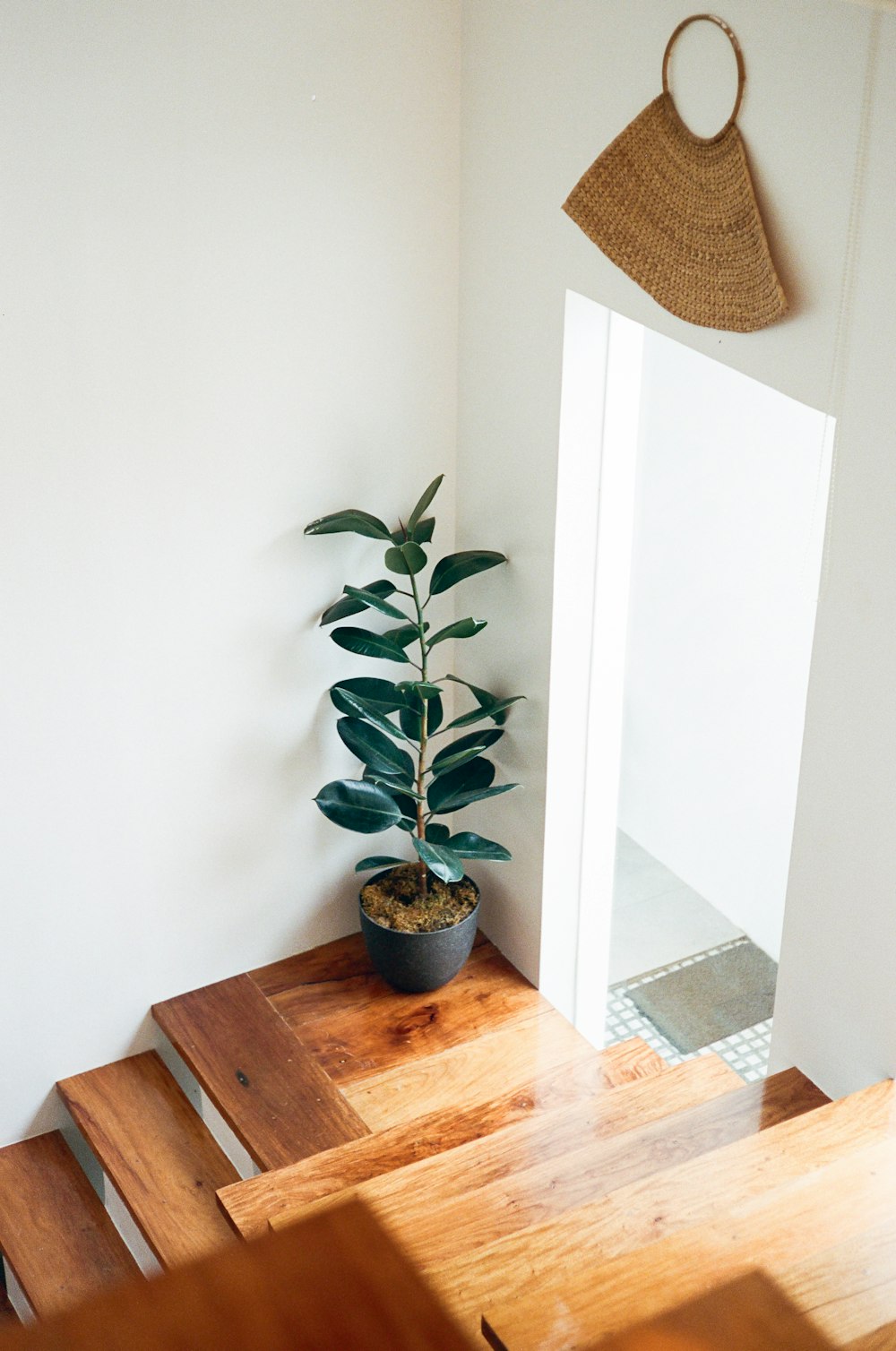 Planta verde sobre mesa de madera marrón