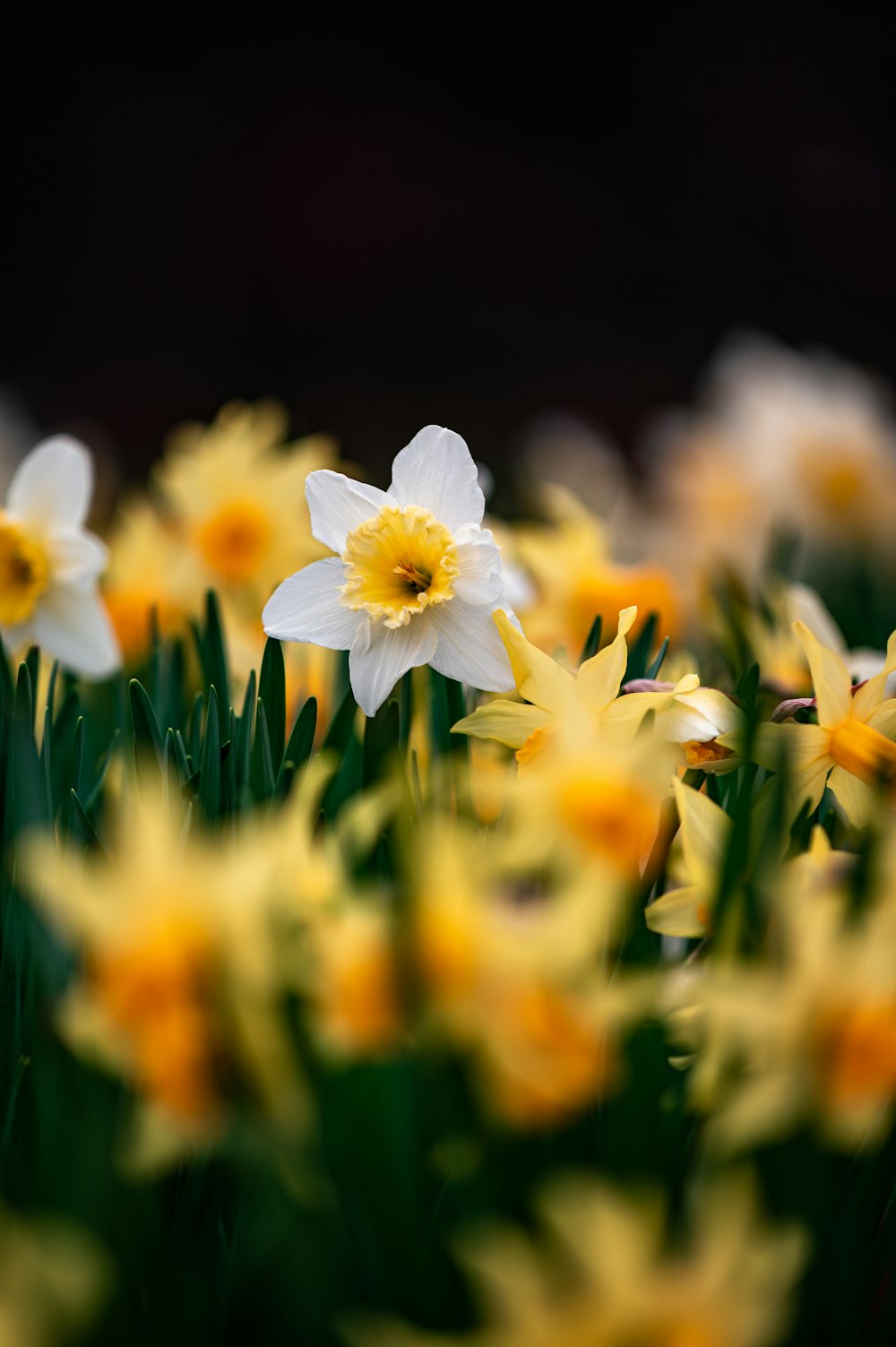 매크로 샷의 흰색과 노란색 꽃