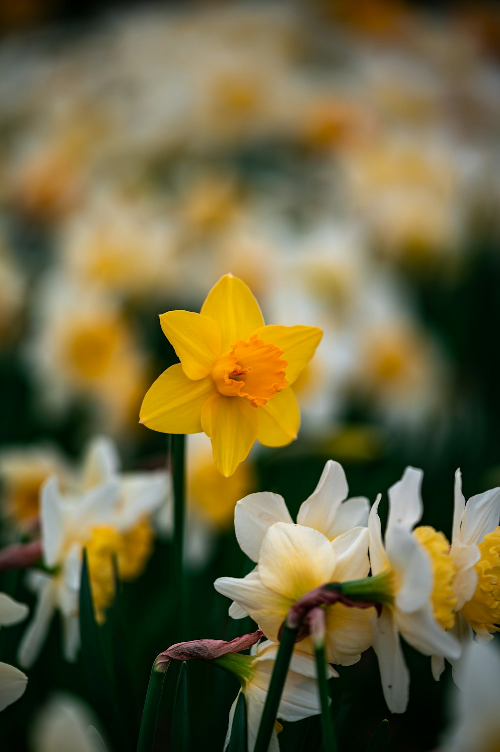 Narcisi gialli in fiore durante il giorno