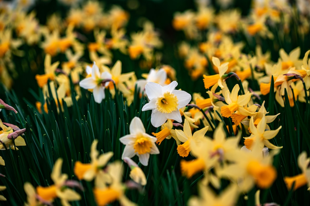 yellow and white flowers in tilt shift lens