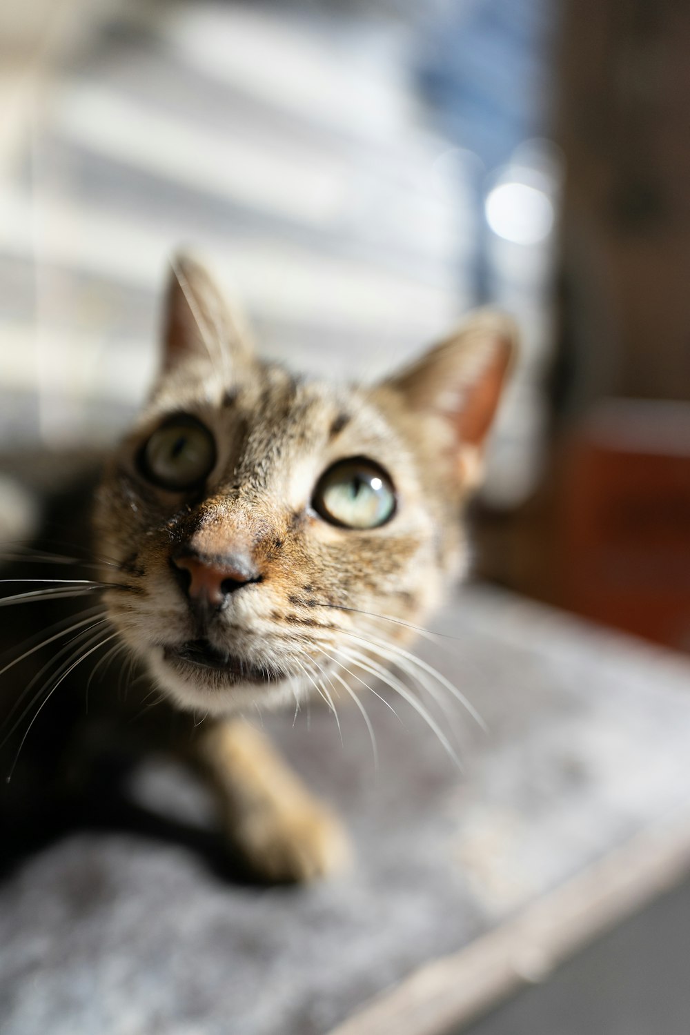 brown tabby cat on white textile