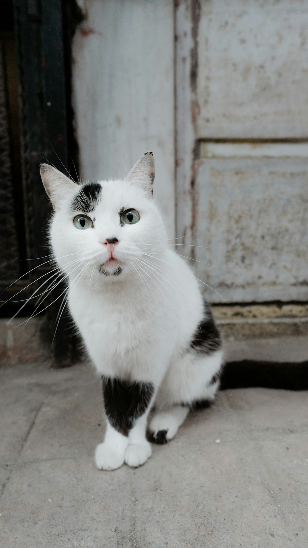 white and black cat sitting on brown concrete floor