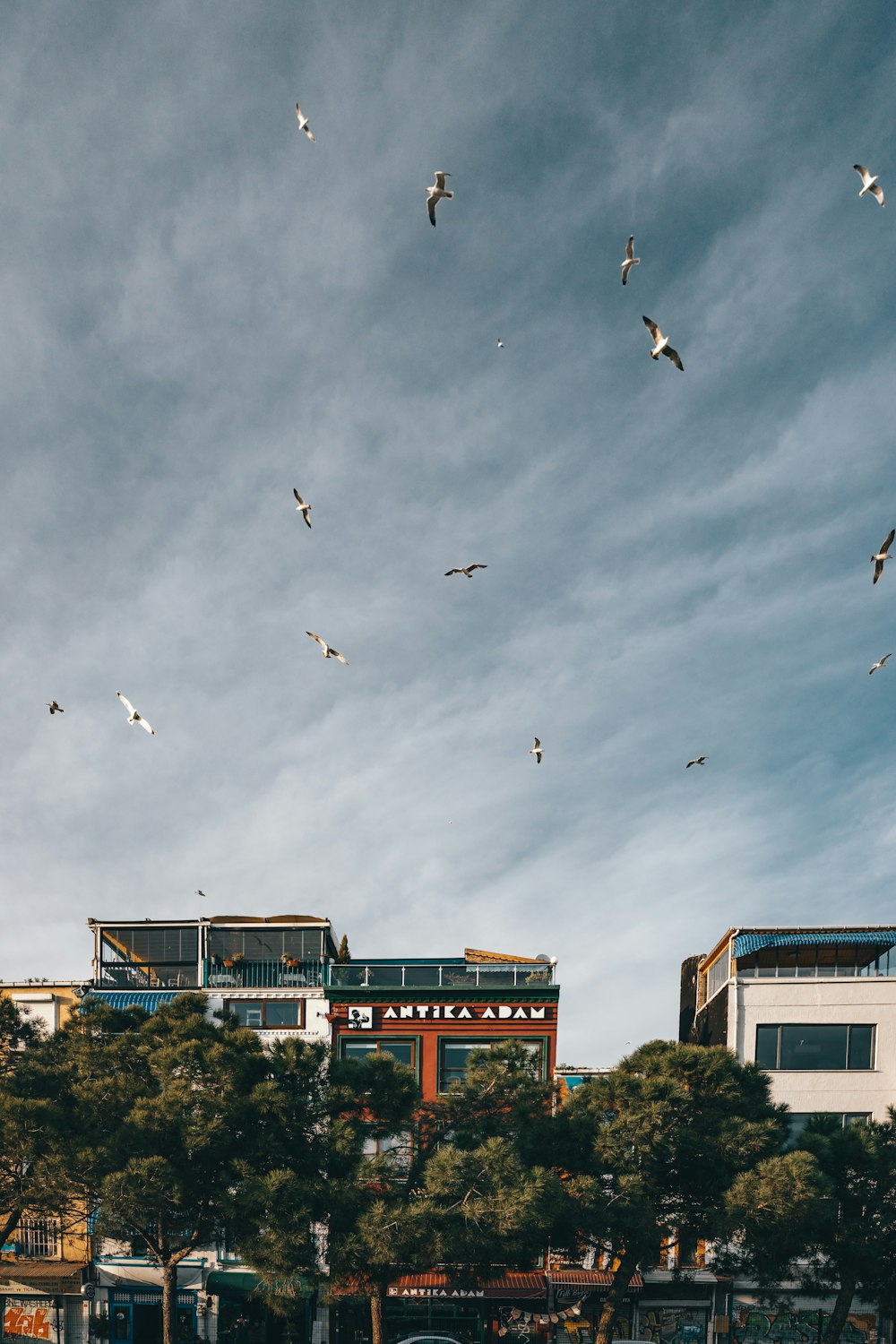 flock of birds flying over the city during daytime