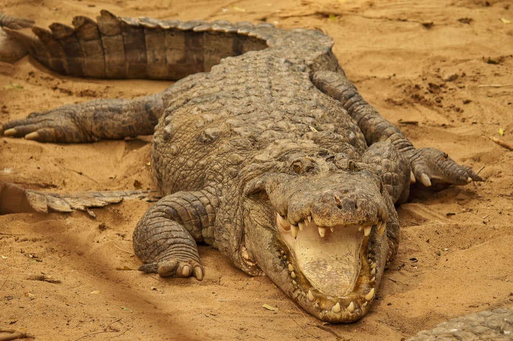 brown crocodile on brown sand during daytime