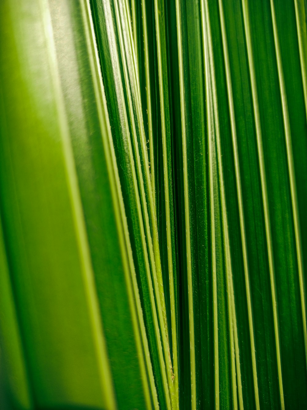 green leaf in close up photography