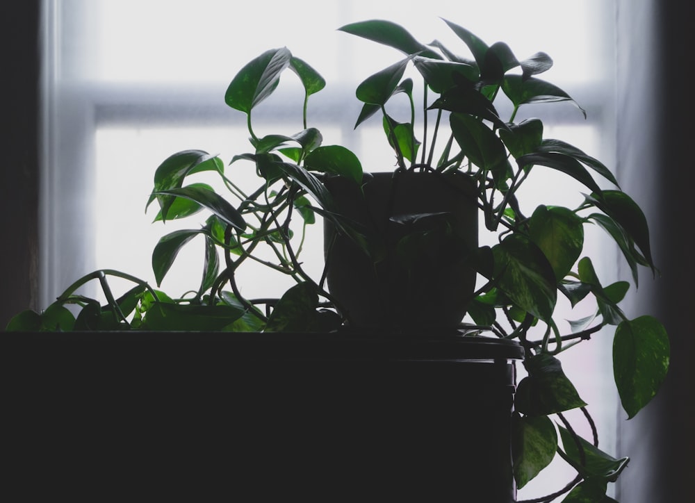 green plant on black pot