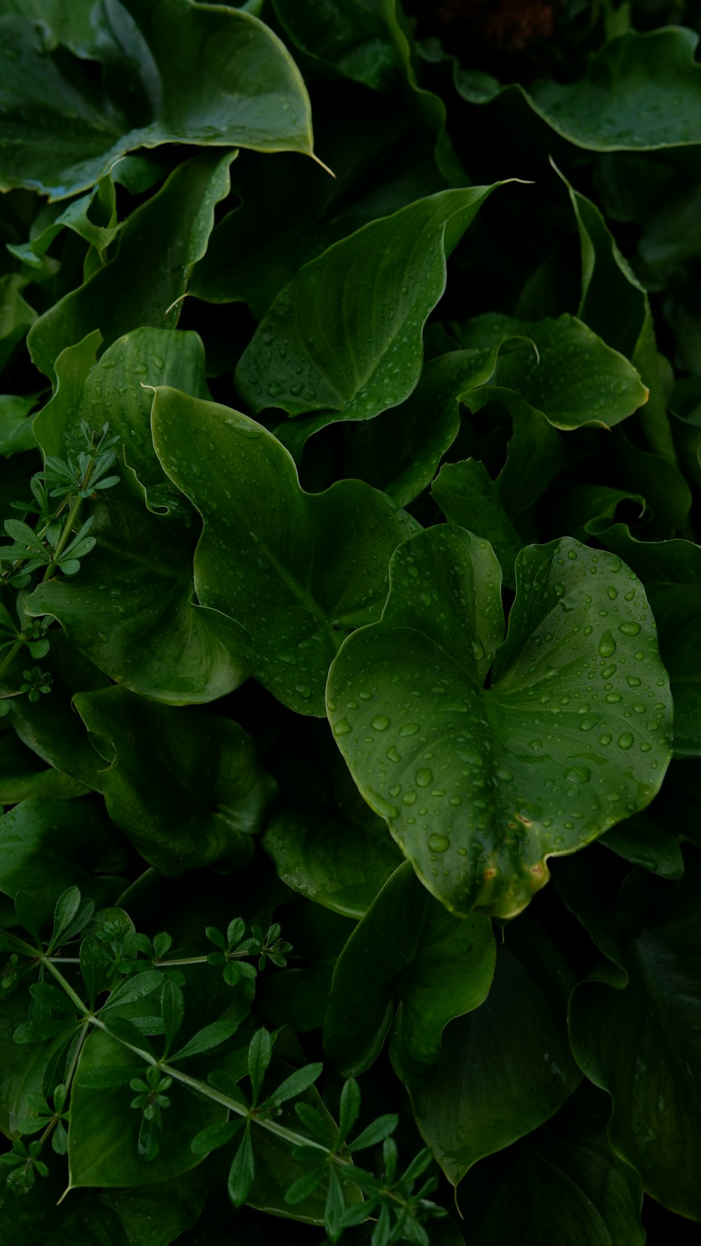 water droplets on green leaves