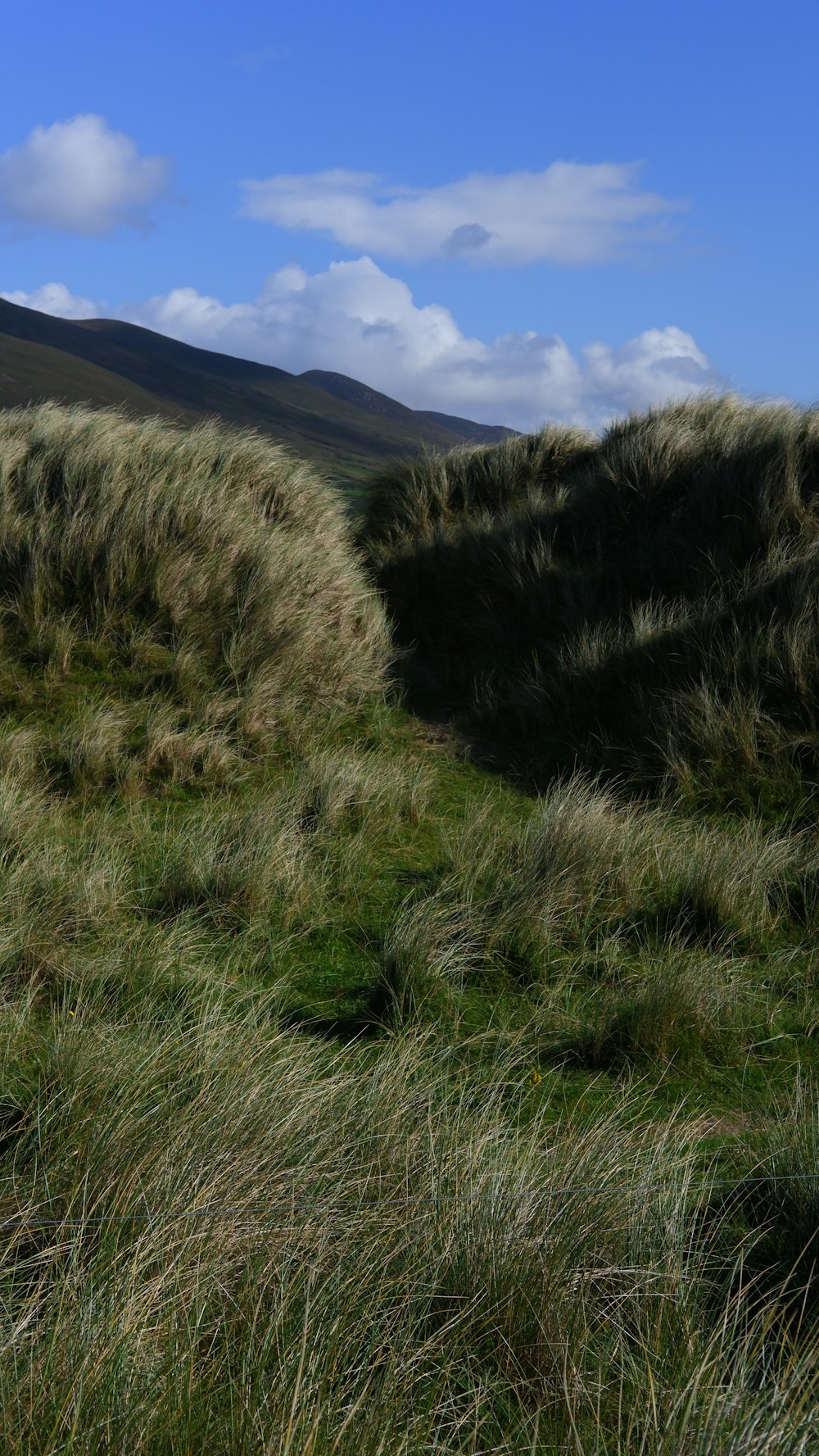 green grass field on hill during daytime