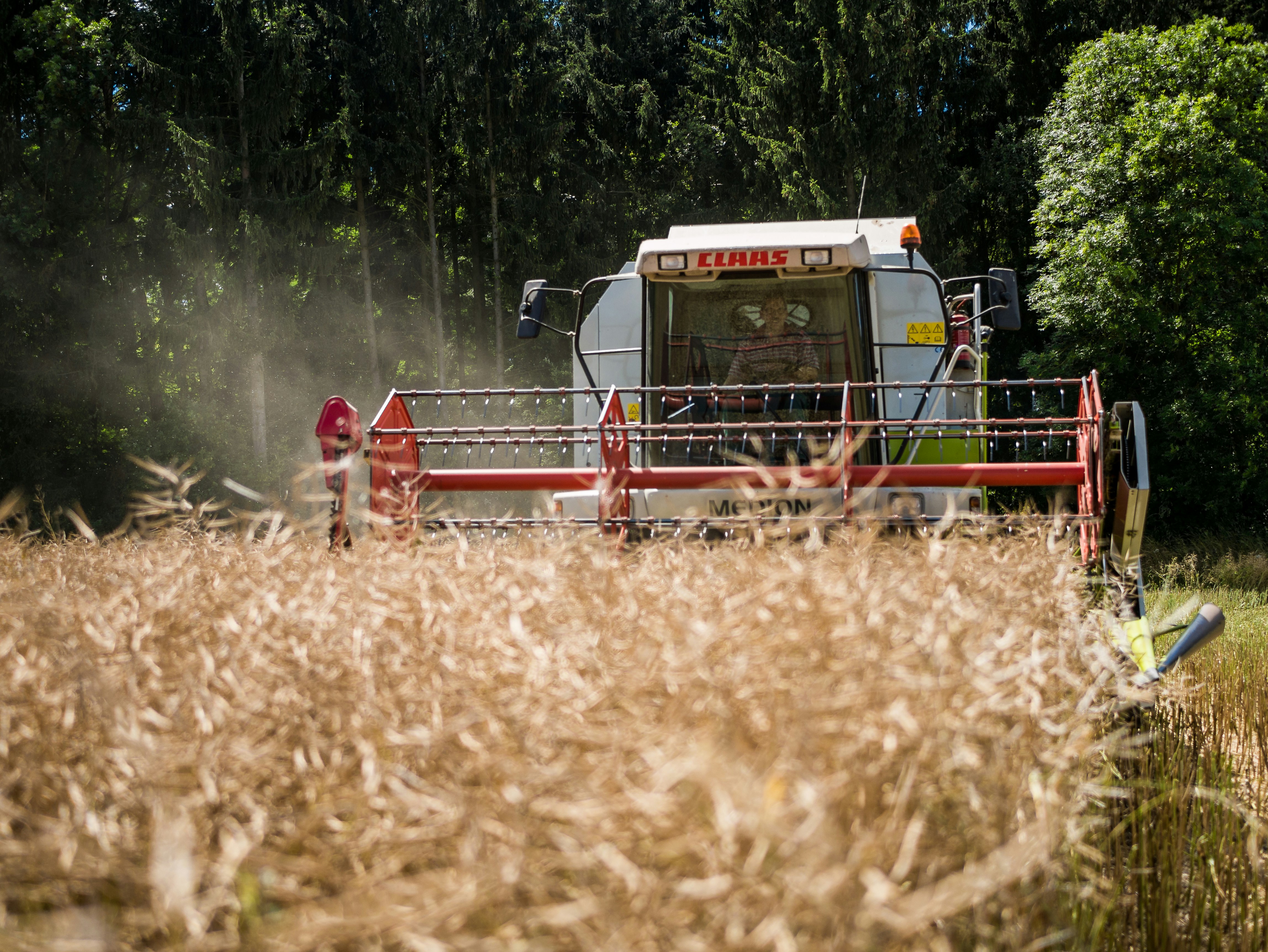 Mechanical harvesting of mature flax plants