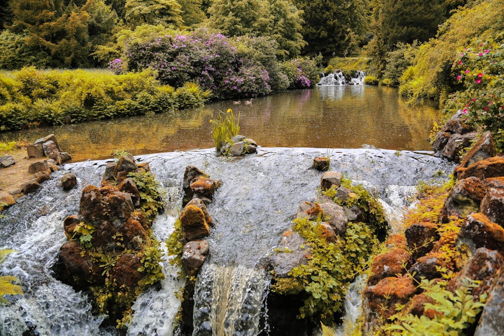 Grüne und braune Bäume am Fluss während des Tages