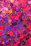 Close-up of a vibrant Pasión Hexa Brasil product with tropical patterns.