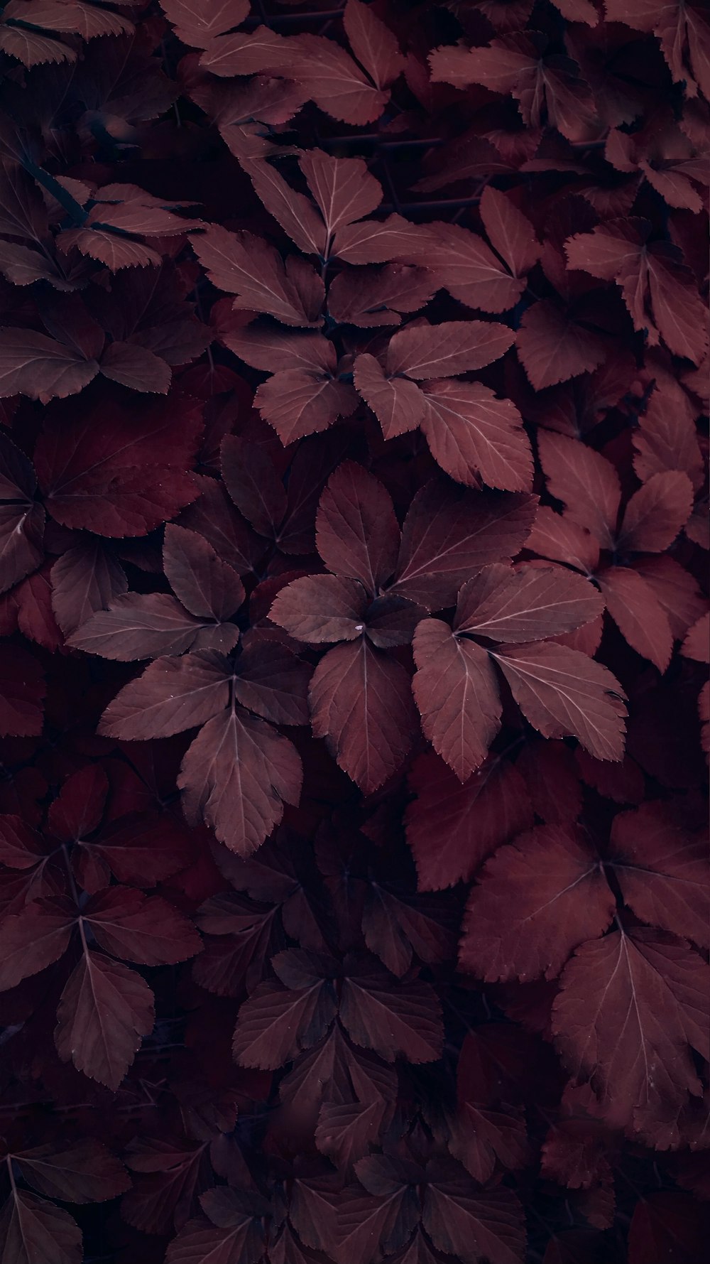地面に赤と茶色の葉