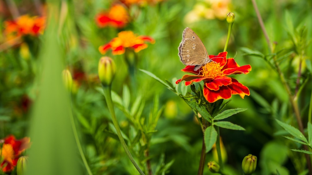 brown butterfly perched on orange flower in close up photography during daytime