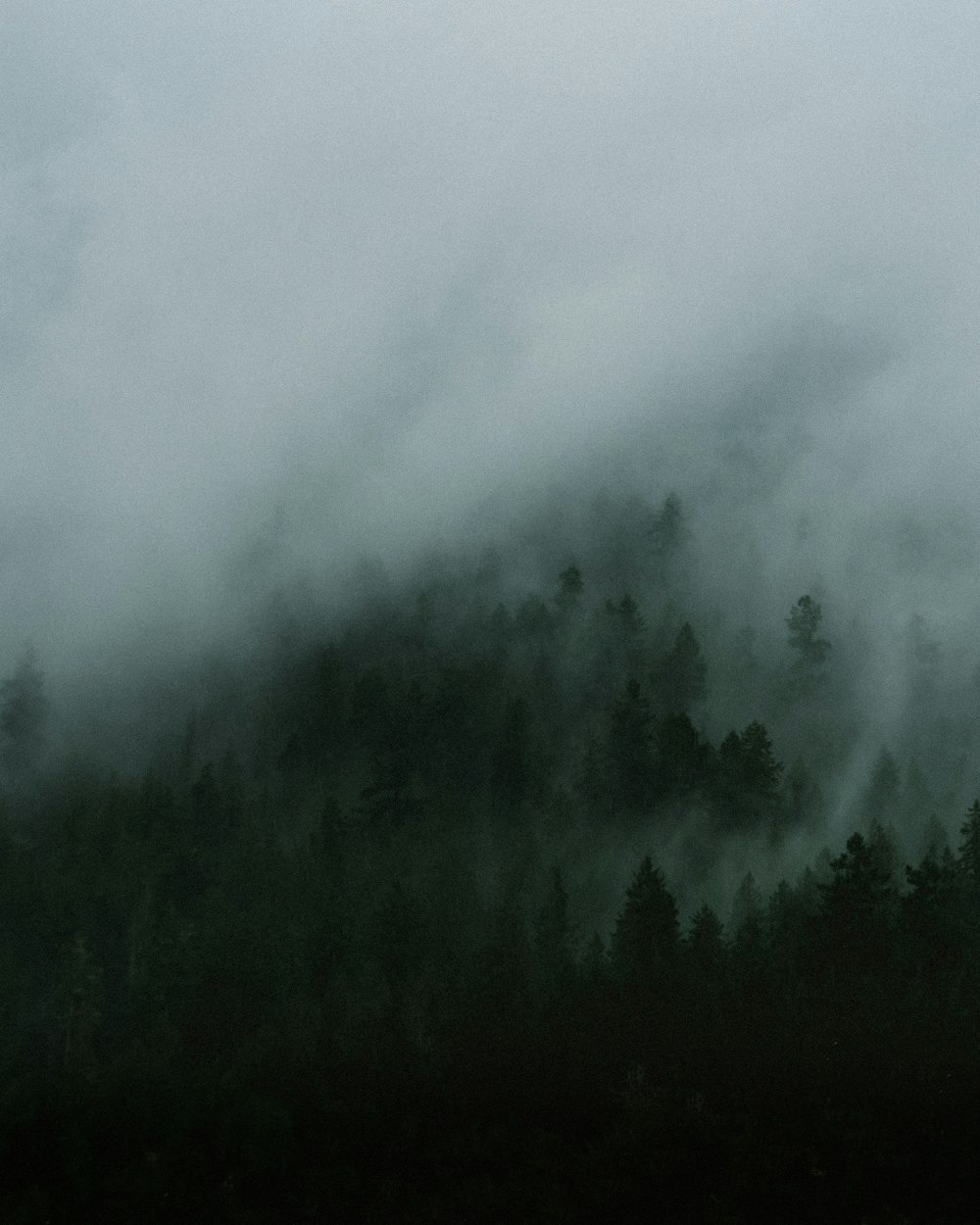 green trees covered by fog