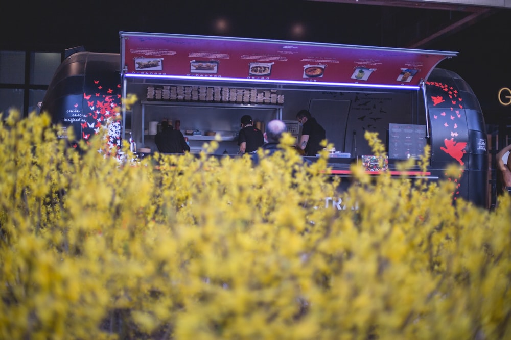 yellow flower field during daytime