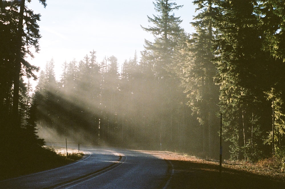 gray concrete road between green trees during daytime