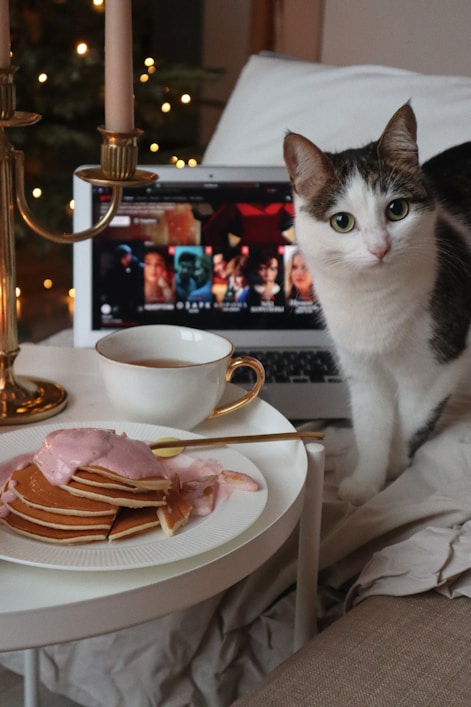 white and black cat sitting on table with food on plate