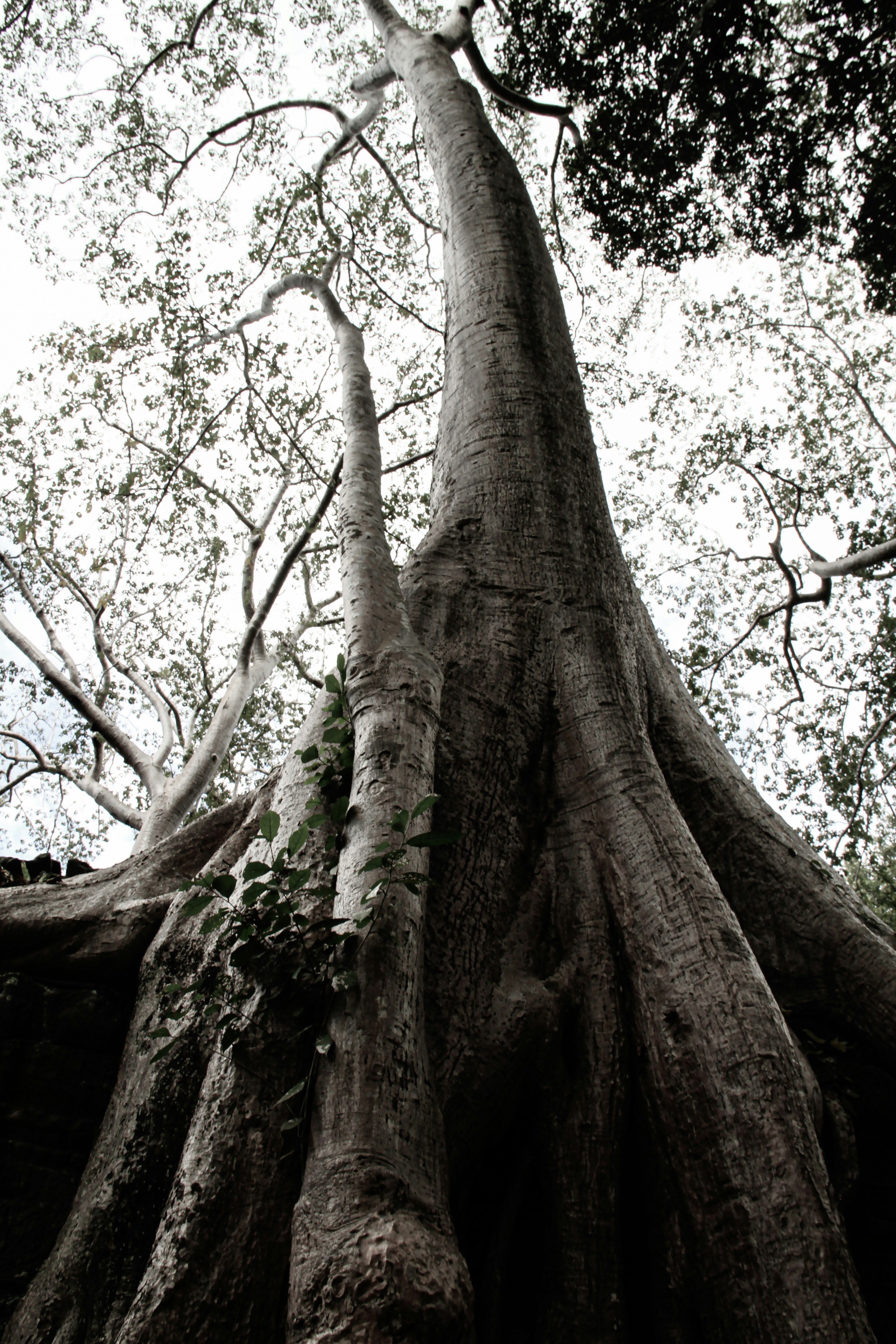 low angle photography of brown tree