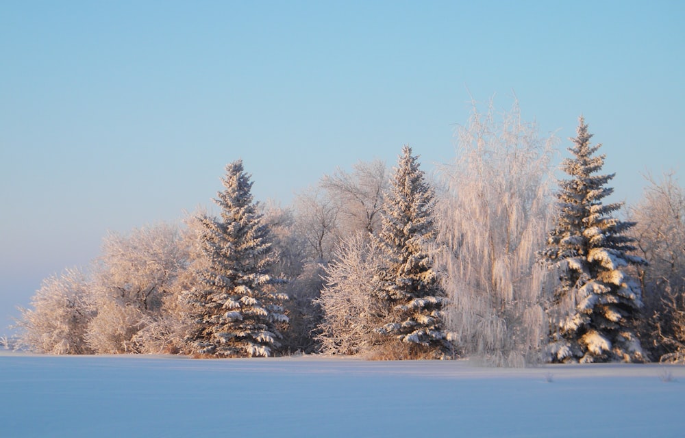 snow covered trees during daytime