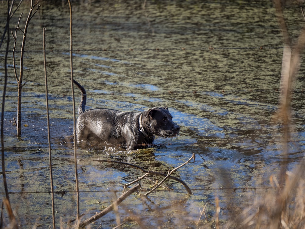 black and brown short coated dog on water during daytime
