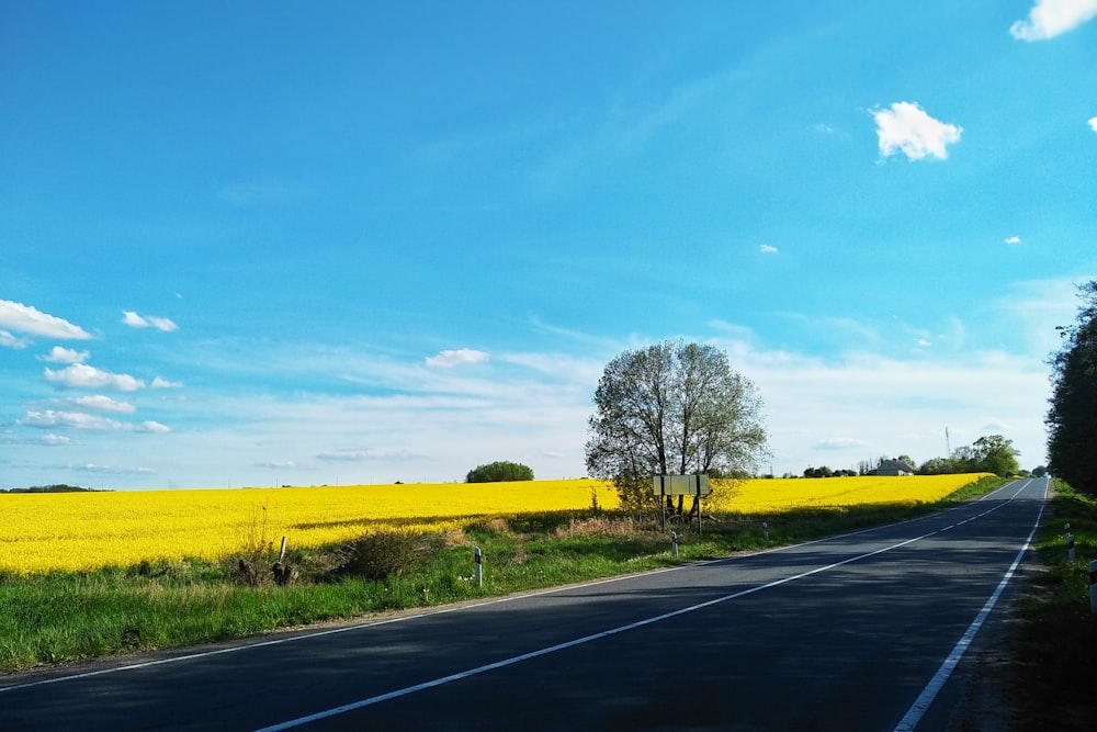 Grünes Grasfeld und Bäume unter blauem Himmel tagsüber