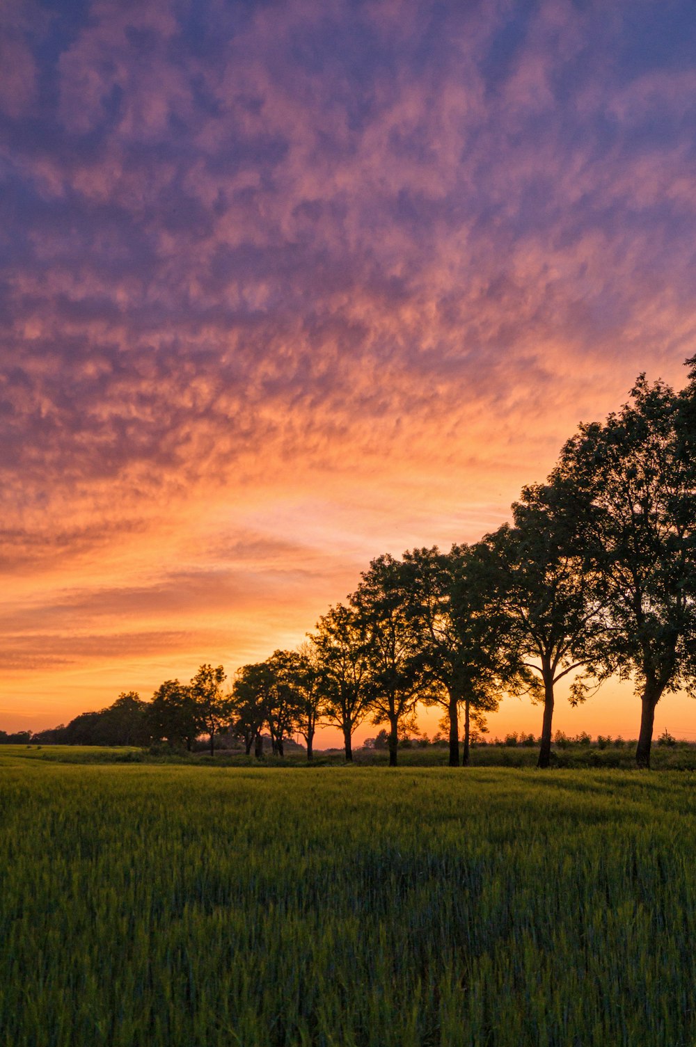 green trees on green grass field during sunset